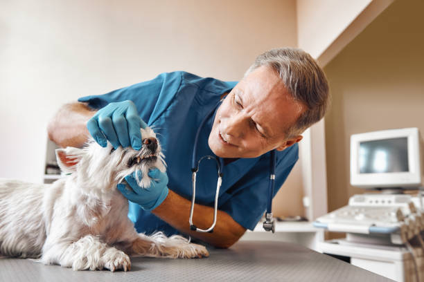 Best Emergency Tooth Extraction in Freemansburg, PA